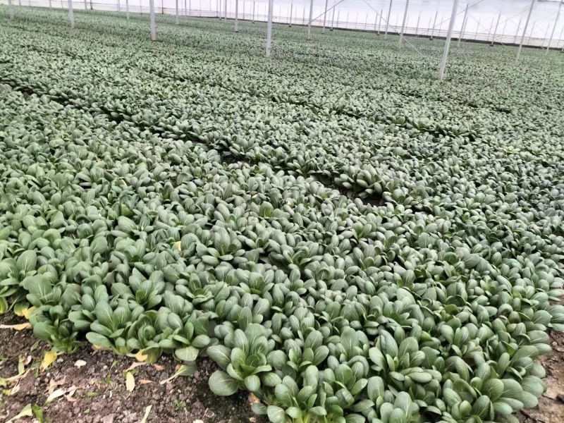 广东菜心，菜心种植农户望有缘找到附近的客户，长期合作