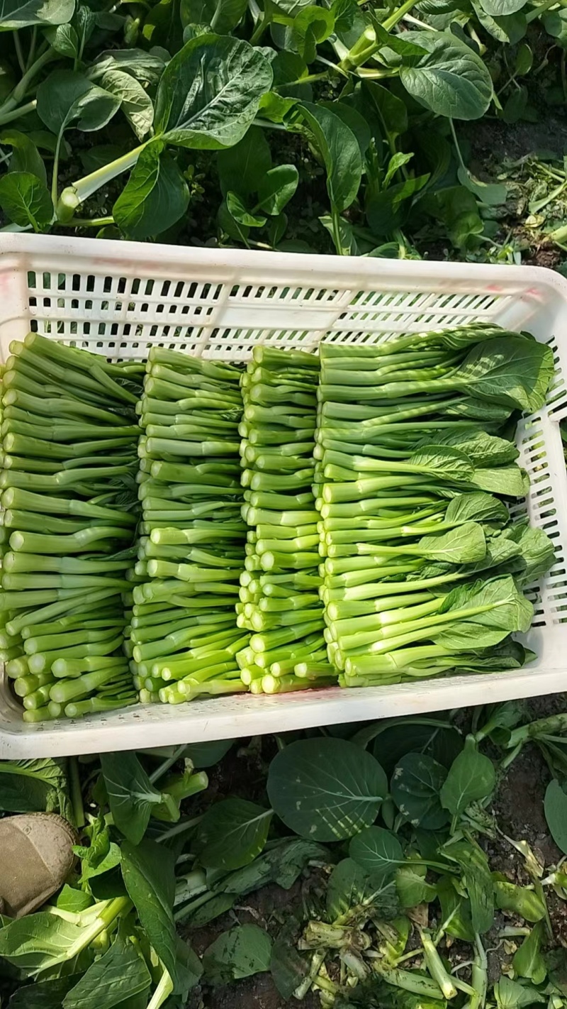 广东菜心，菜心种植农户望有缘找到附近的客户，长期合作