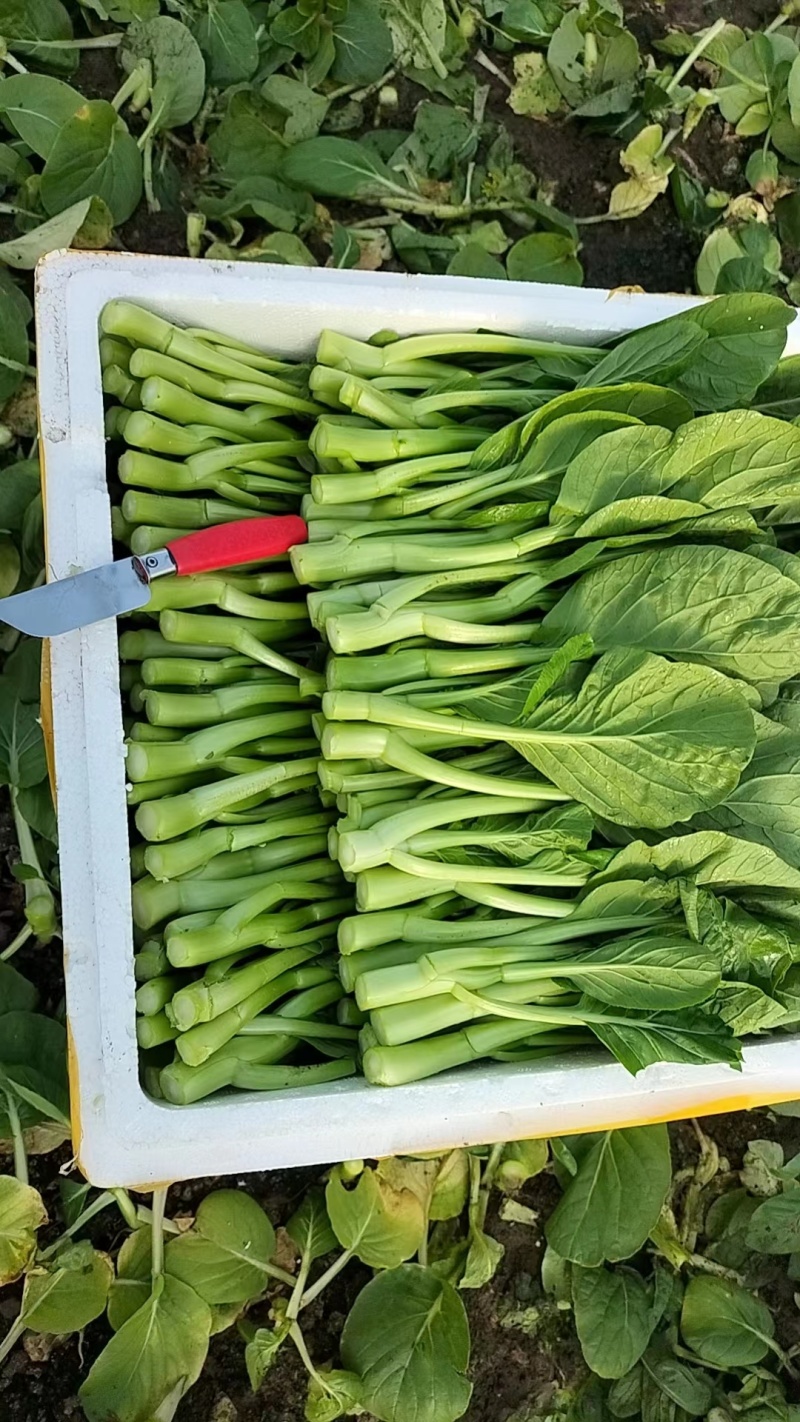 广东菜心，菜心种植农户望有缘找到附近的客户，长期合作
