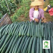 农丰收黄瓜新培育品种早熟带腊粉耐热抗病力强
