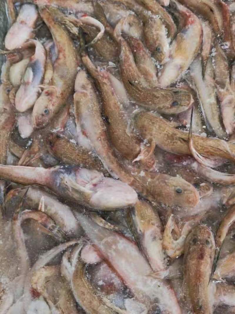 大闸蟹，青蟹，鱼饲料