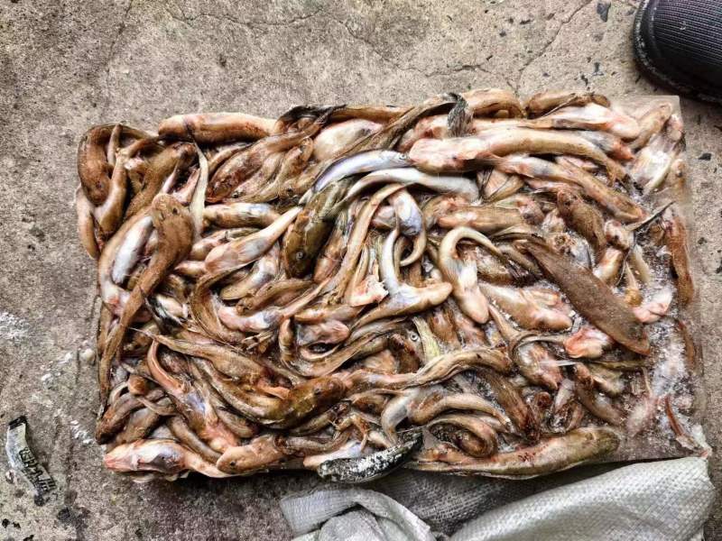 大闸蟹，青蟹，鱼饲料