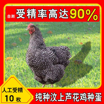 【包邮】纯种芦花鸡种蛋受精蛋人工授精受精率90%