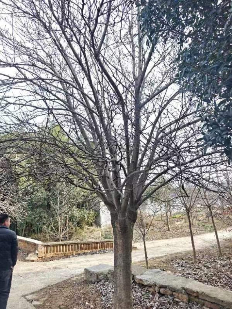 红玉兰