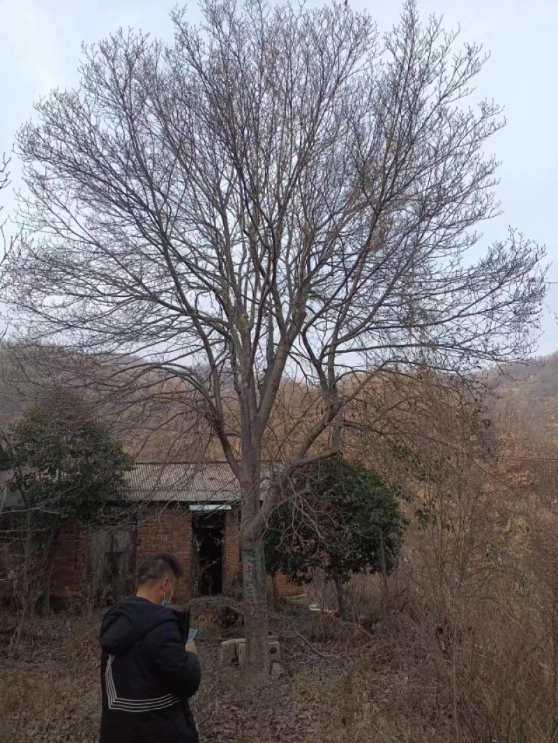 红玉兰