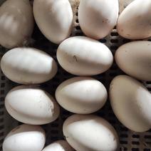 四川鹅蛋品质保证产地直发可视频欢迎咨询