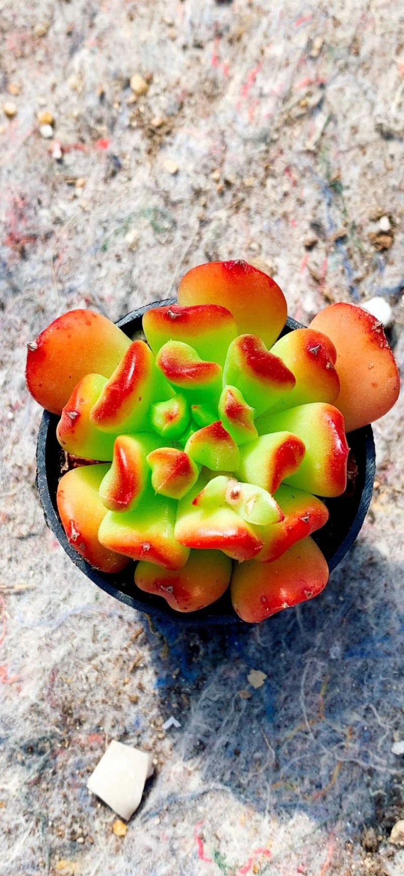 【多肉植物】多肉拼装箱上百种品种可视频看货提供技术