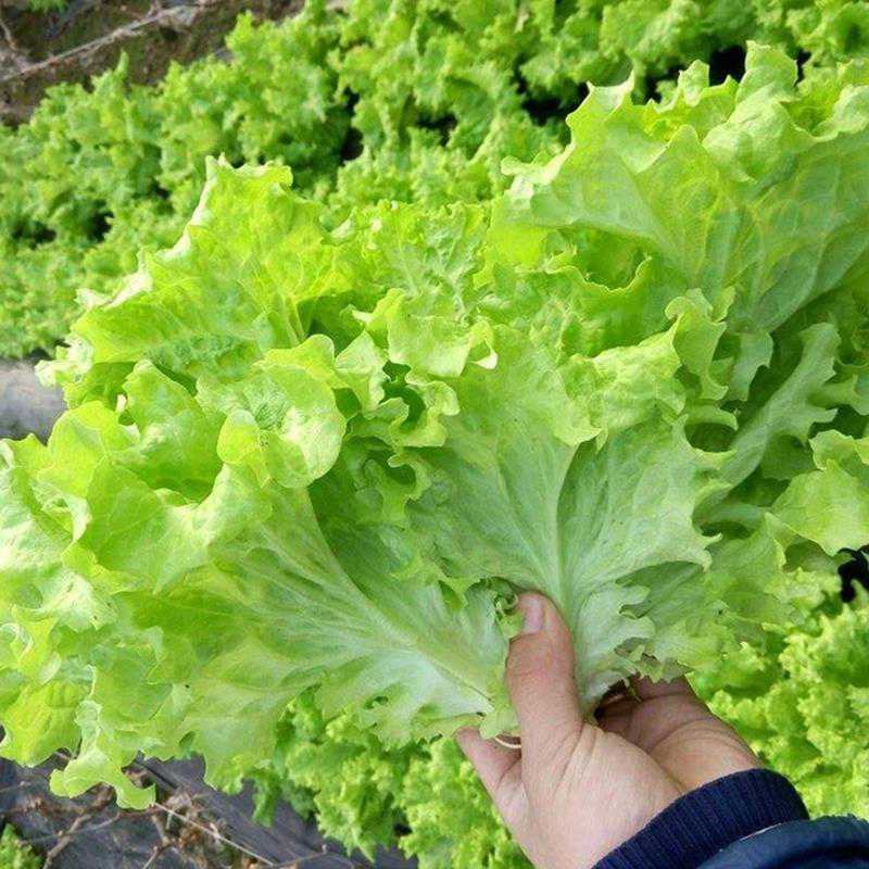 意大利生菜曹县基地直供一手货源支持视频看货质量保证