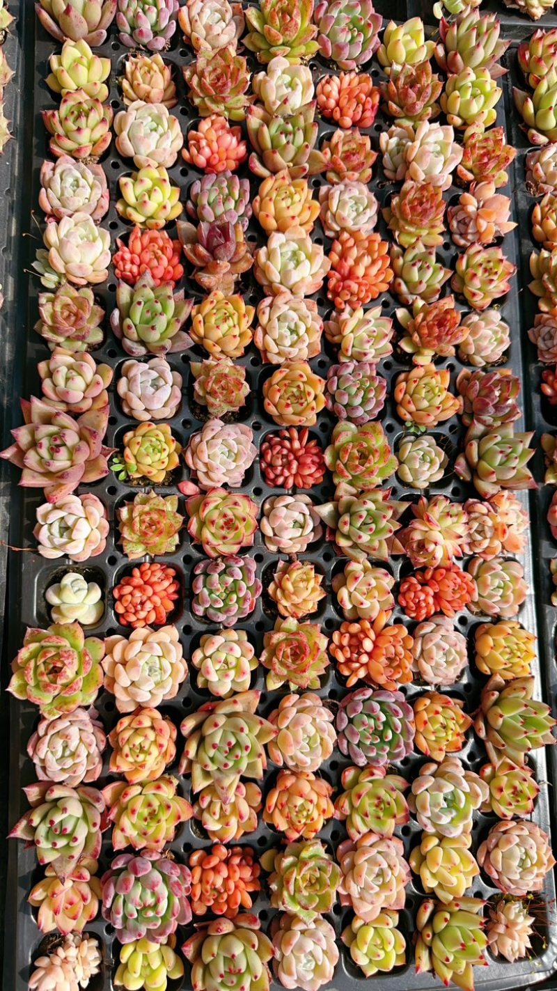 【多肉植物】多肉拼盘基地直发一手货源品质保证