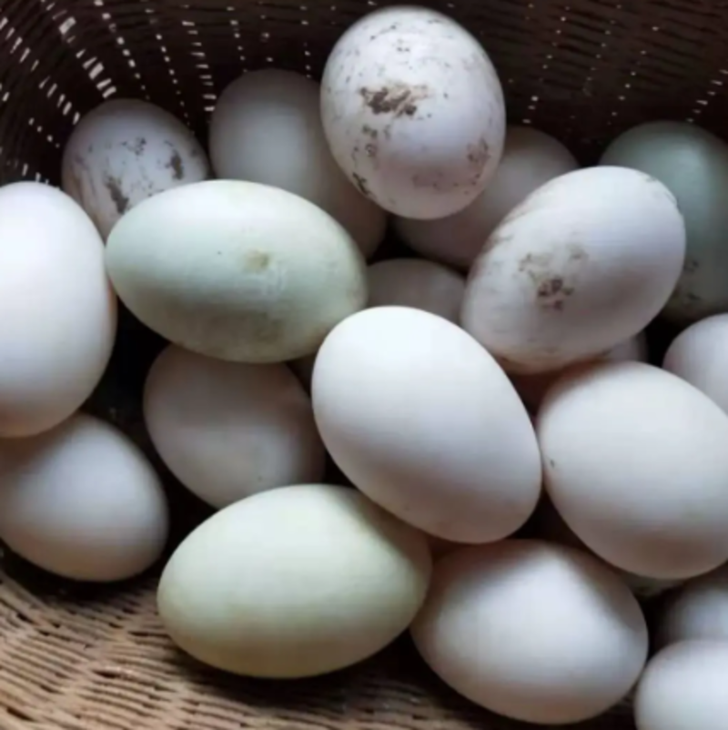 四川鸭蛋品质保证产地直发可视频看货欢迎咨询