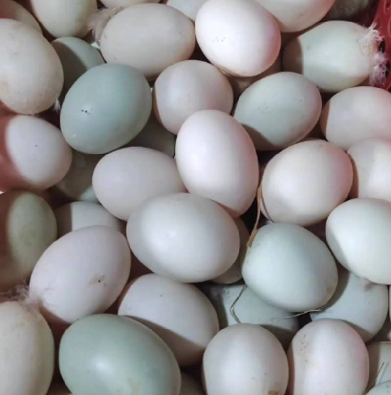 四川鸭蛋品质保证产地直发可视频看货欢迎咨询