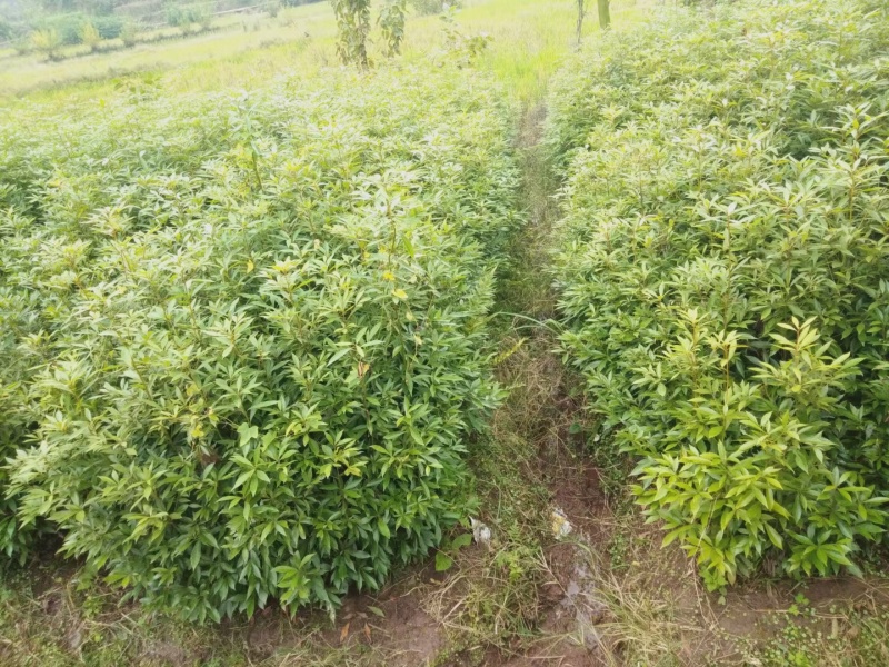 金丝楠木树苗