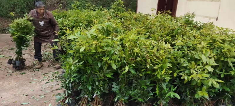 金丝楠木树苗