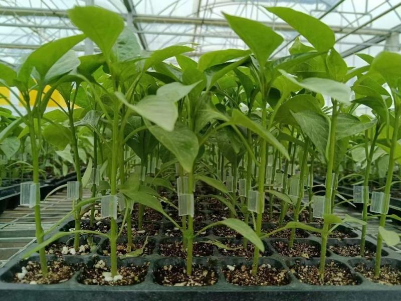 方椒苗辣椒苗方灯笼椒苗肉厚甜脆不辣茄门草椒苗包回收
