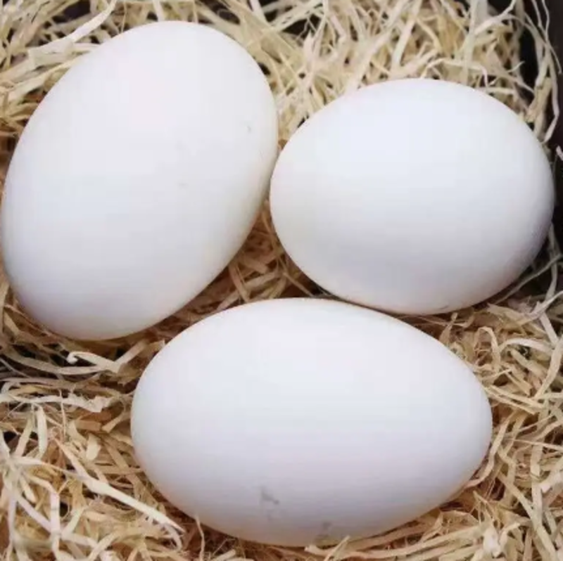 四川鹅蛋品质保证产地直发可视频看货欢迎咨询