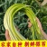蒜苔产地大量上市，量大从优，保质保量，支持视频看货发货