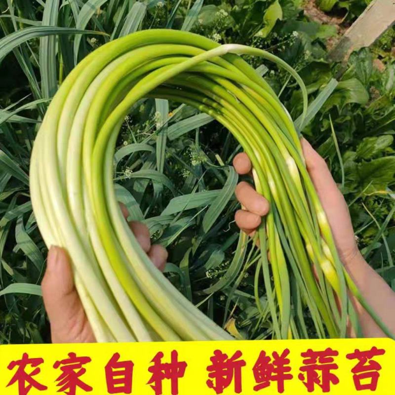 蒜苔产地大量上市，量大从优，保质保量，支持视频看货发货