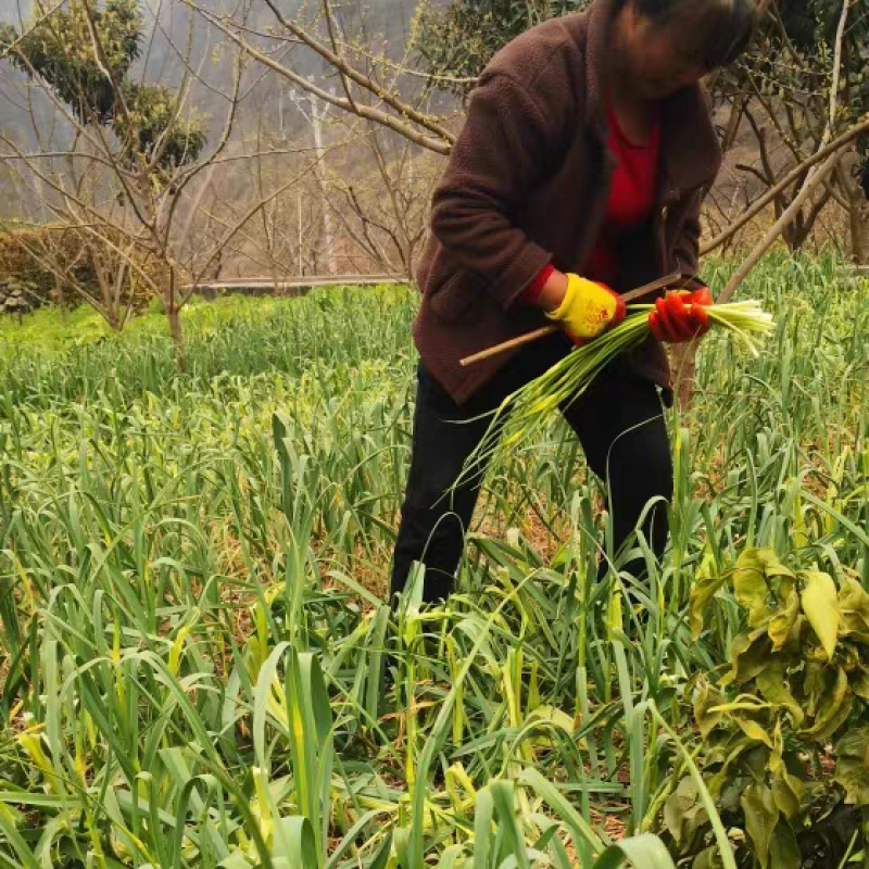 蒜苔产地大量上市，量大从优，保质保量，支持视频看货发货