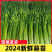 蒜苔产地大量上市，量大从优，保质保量，支持视频看货发货