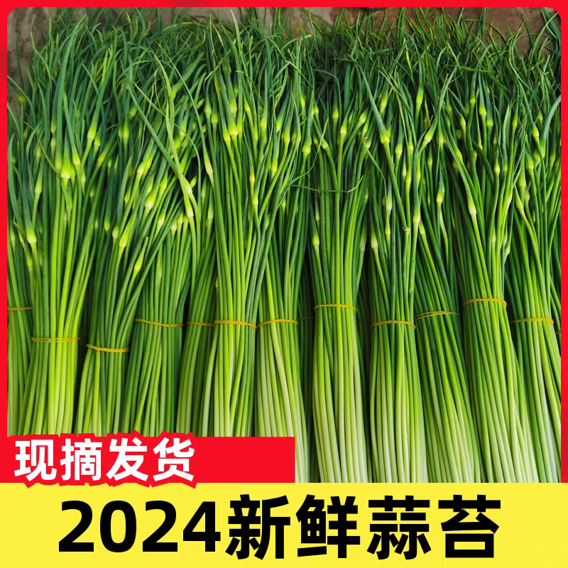 蒜苔产地大量上市，量大从优，保质保量，支持视频看货发货