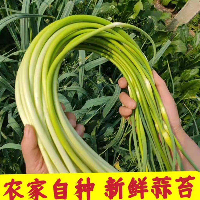 蒜苔产地大量上市，量大从优，保质保量，支持视频看货发货