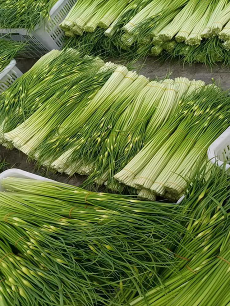 蒜苔产地大量上市，量大从优，保质保量，支持视频看货发货