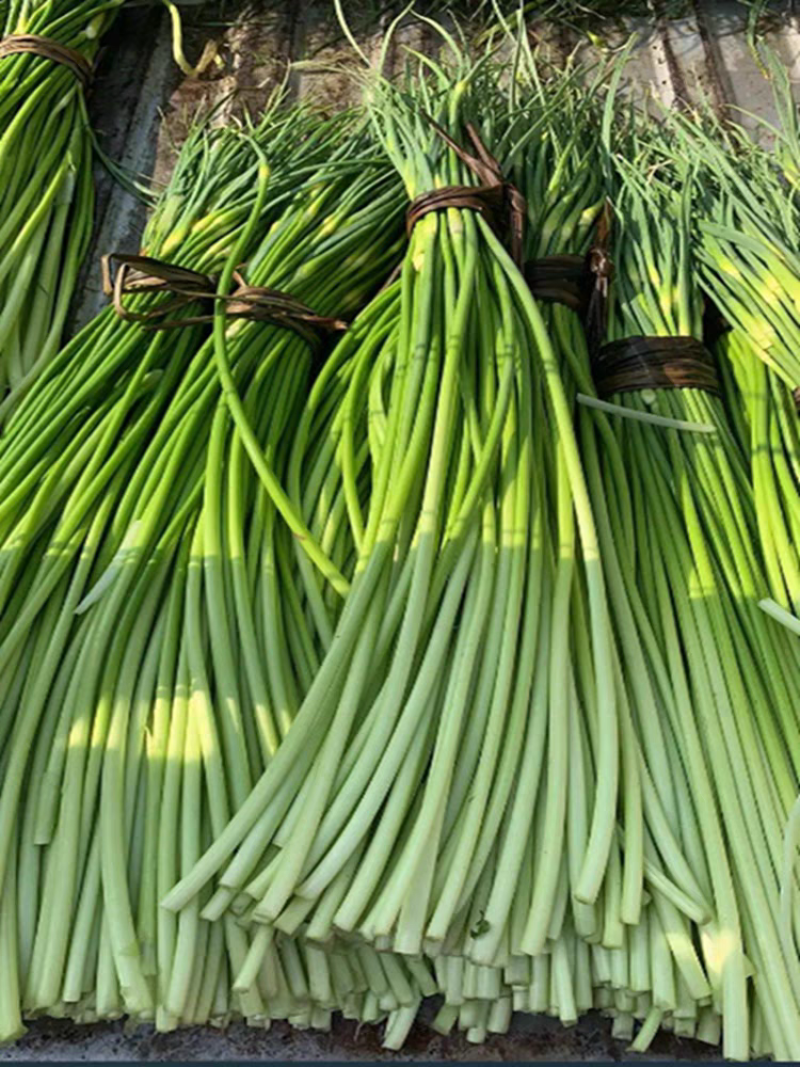 蒜苔产地大量上市，量大从优，保质保量，支持视频看货发货