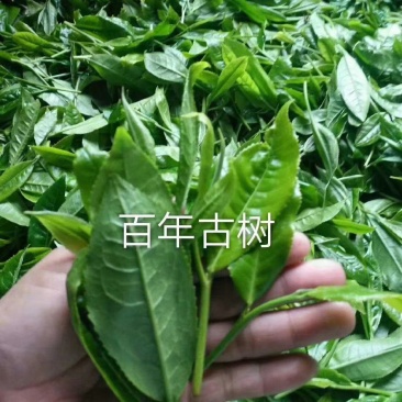 古树红