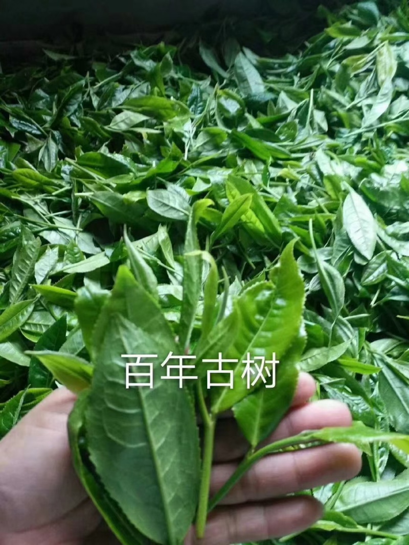 古树红