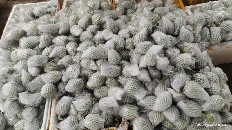 番石榴，西瓜红，红心芭乐，大量长期可以供应货