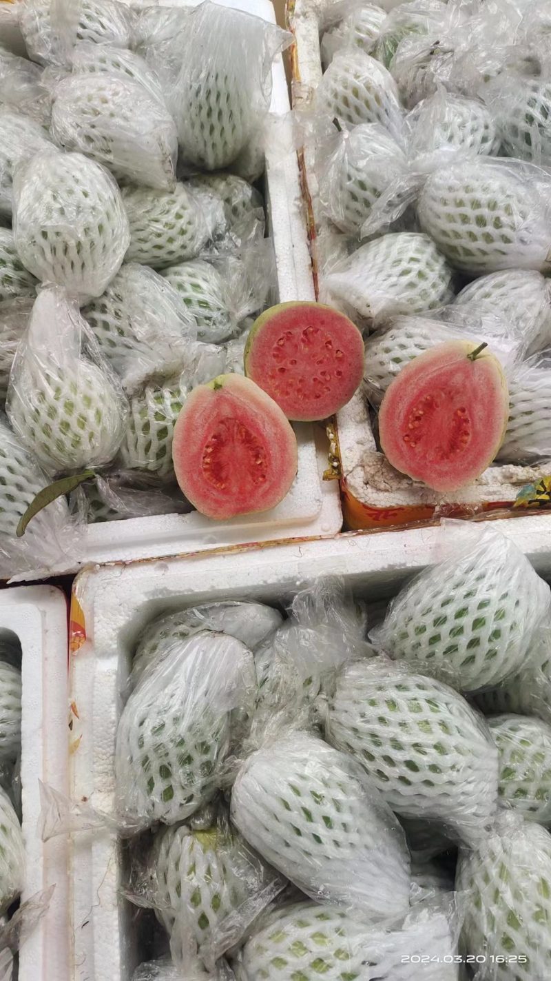 番石榴，西瓜红，红心芭乐，大量长期可以供应货