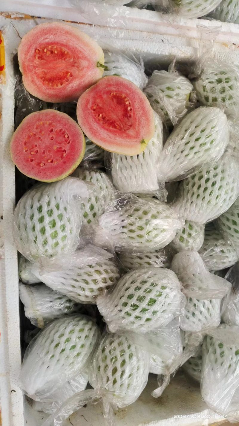 番石榴，西瓜红，红心芭乐，大量长期可以供应货