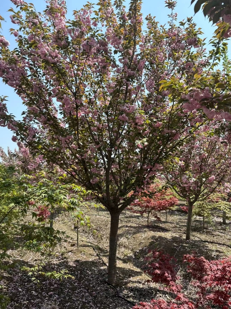 精品樱花樱花树晚樱各种规格承接绿化苗木工程量大