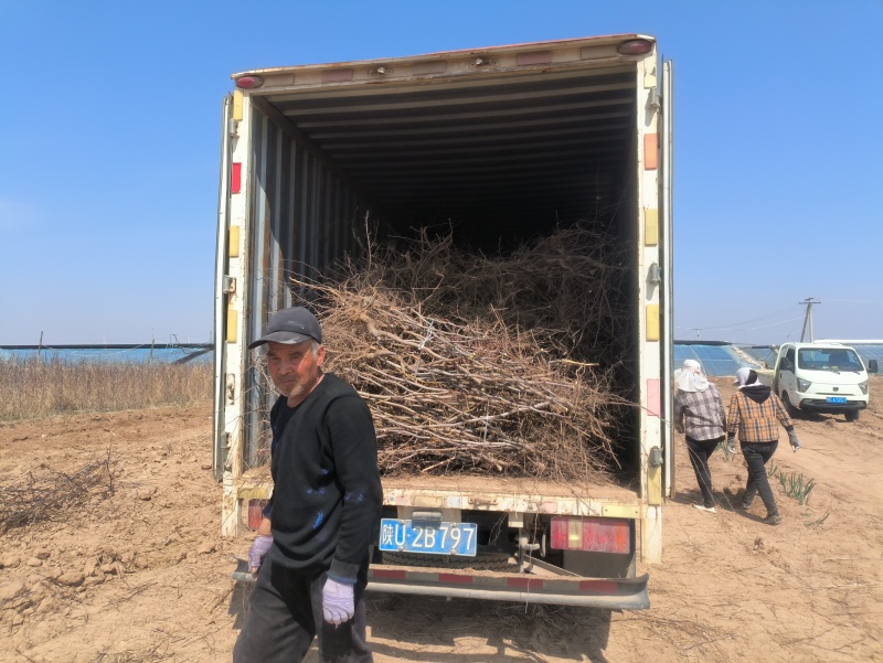 冬枣苗木基地，0.8公分起步大拇指粗二年生，直生苗欢迎合