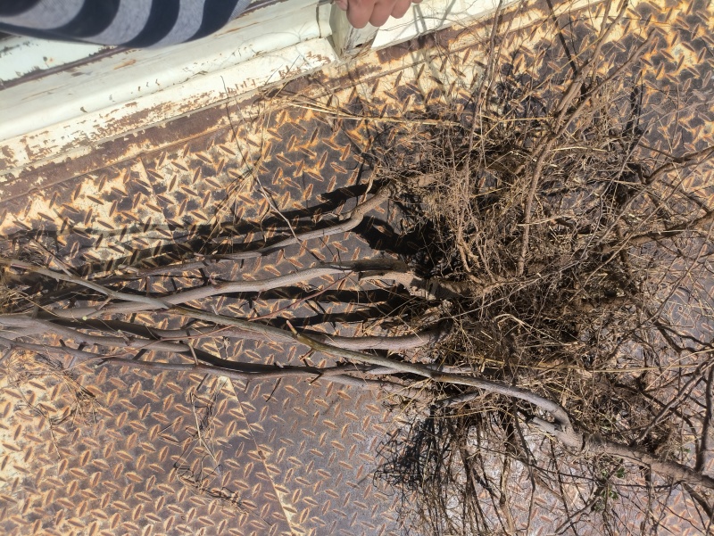冬枣苗木基地，0.8公分起步大拇指粗二年生，直生苗欢迎合