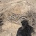 冬枣苗木基地，0.8公分起步大拇指粗二年生，直生苗欢迎合