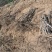 冬枣苗木基地，0.8公分起步大拇指粗二年生，直生苗欢迎合