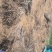 冬枣苗木基地，0.8公分起步大拇指粗二年生，直生苗欢迎合