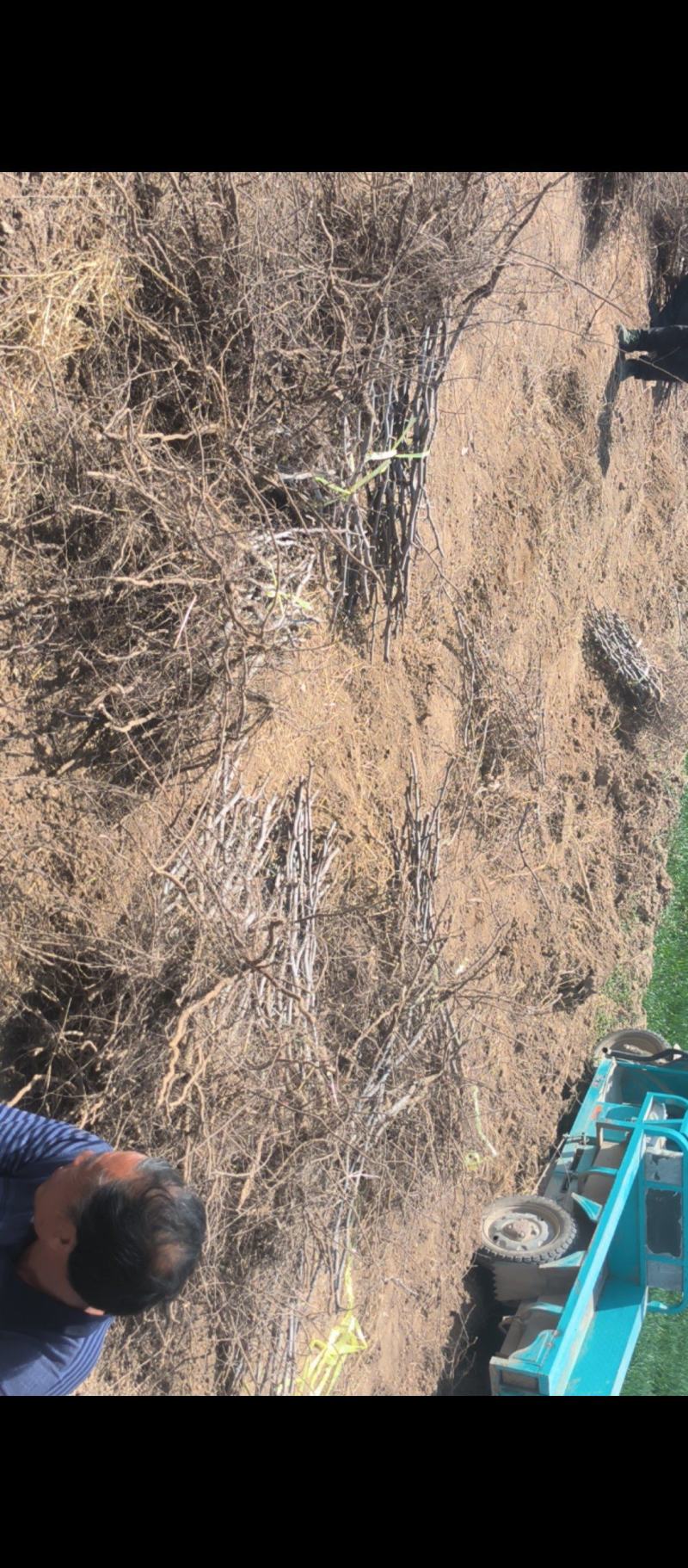 冬枣苗木基地，0.8公分起步大拇指粗二年生，直生苗欢迎合