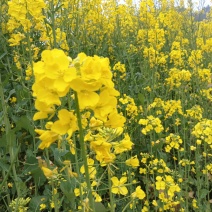 四川油菜花蜂蜜