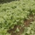 万亩蔬菜基地小拱棚圆叶莴笋大量上市了