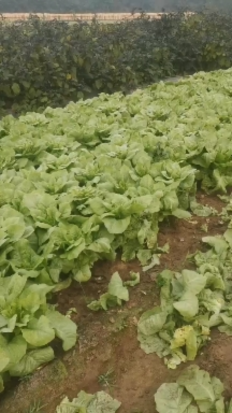 万亩蔬菜基地小拱棚圆叶莴笋大量上市了