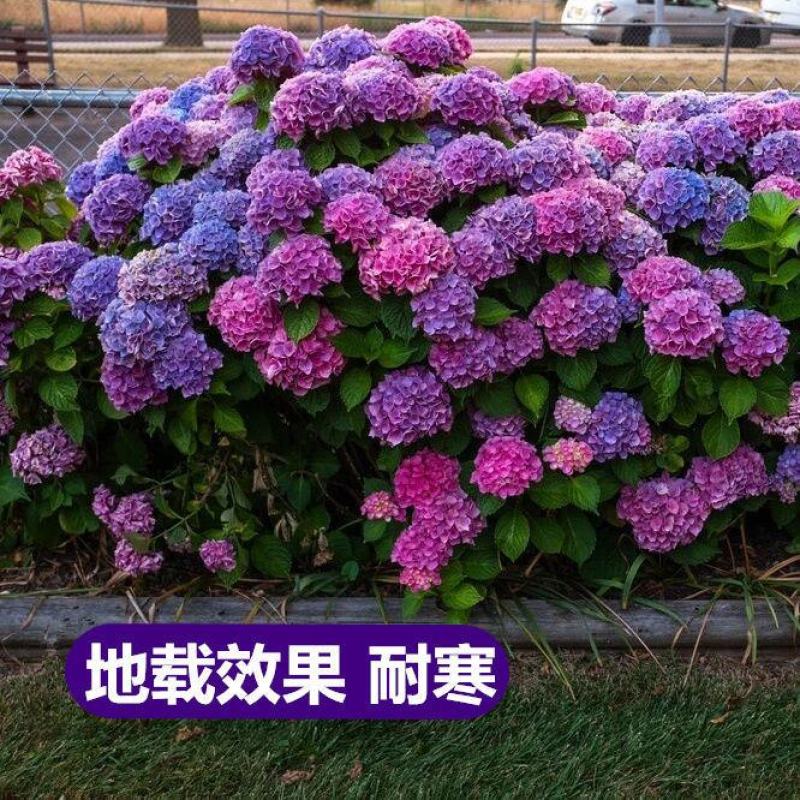 绣球花盆栽无尽夏绣球八仙花苗地栽庭院大苗四季耐寒花卉带花