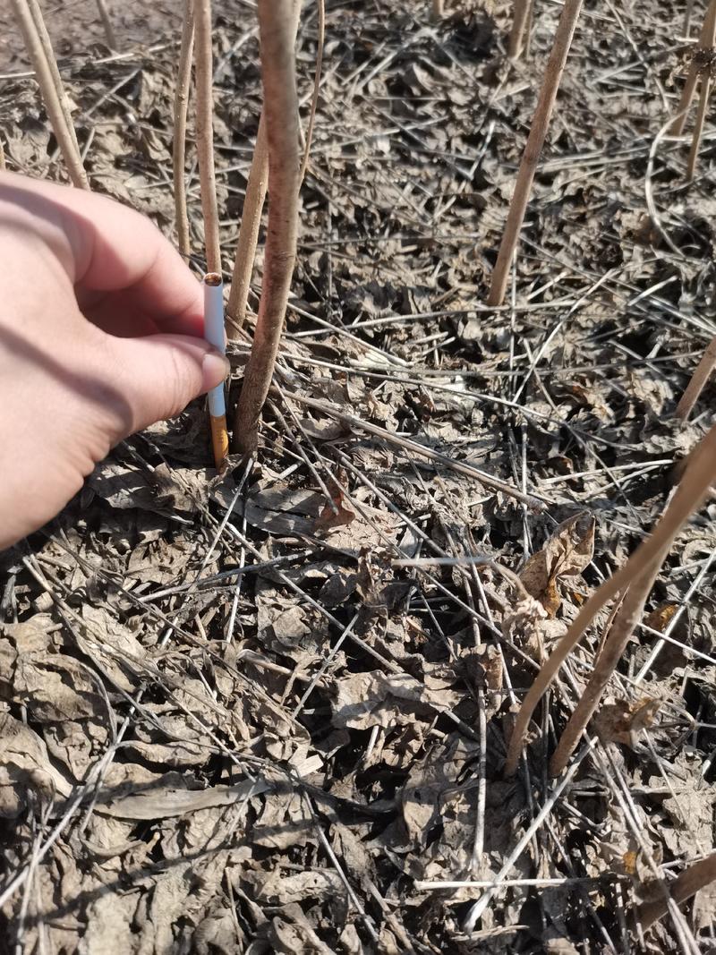 黄柏一年苗黄菠萝小苗产地直发