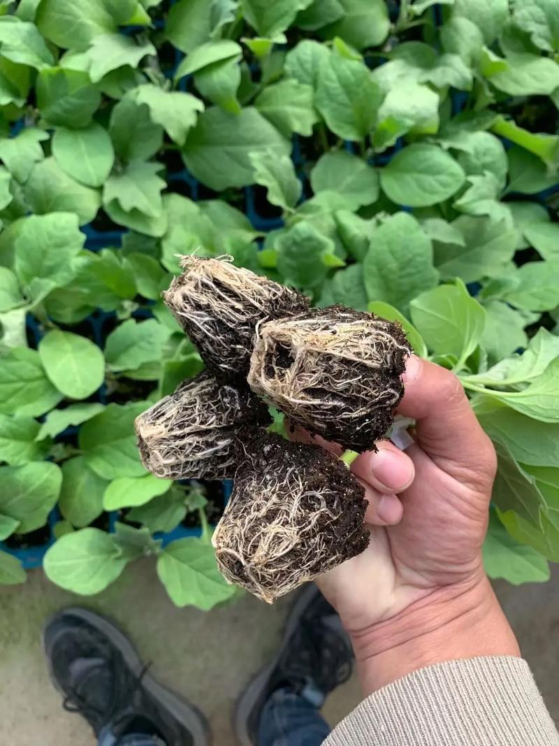 黑宝茄子苗黑茄王苗黑金刚茄子苗大龙茄子苗茄子苗包回收