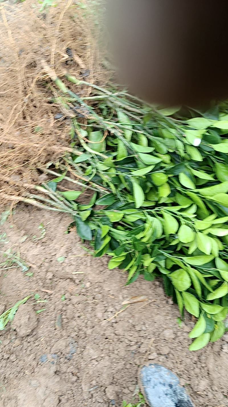 赣南脐橙嫁接苗