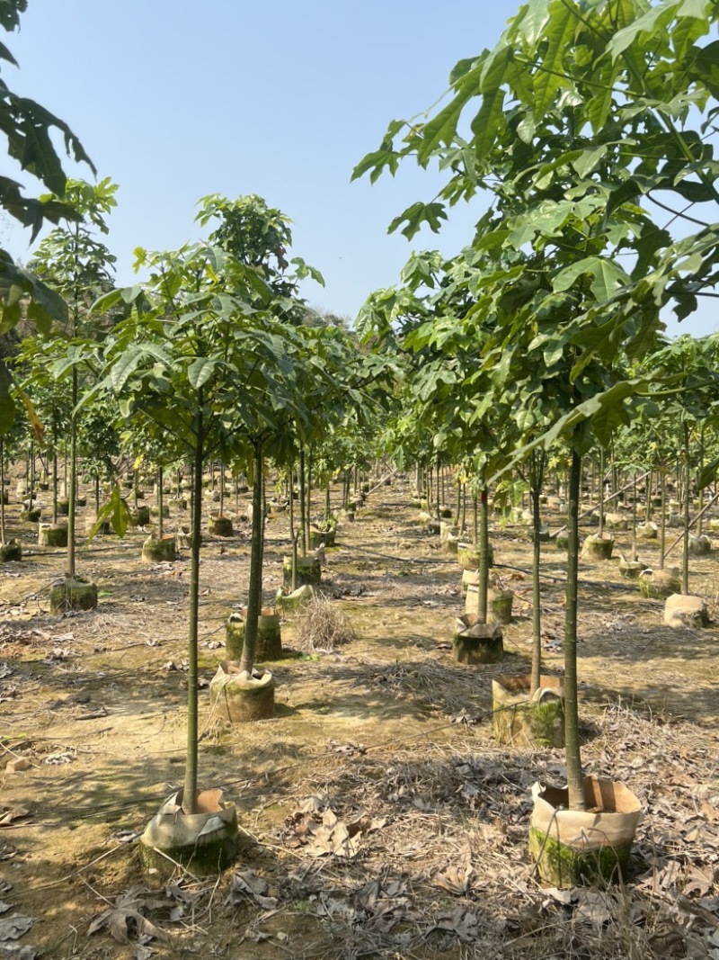 澳洲火焰木2-18分，原生苗，截杠，全冠，基地直销