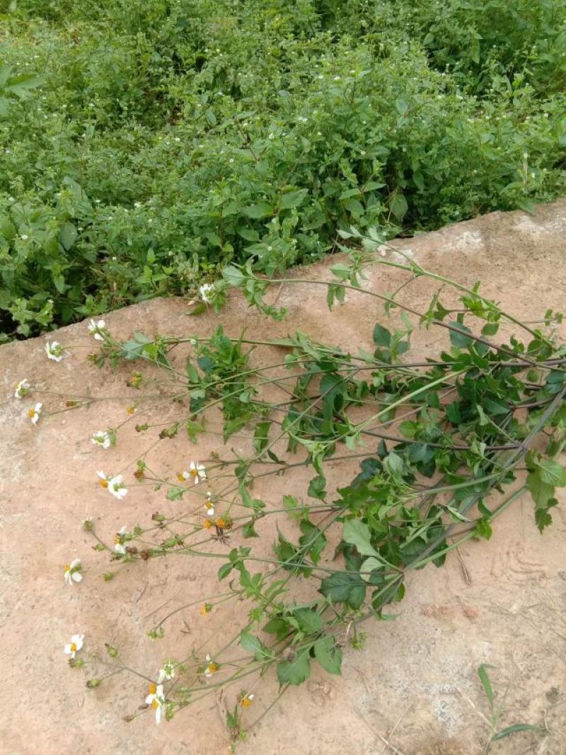 野生鬼针草，广西，广东都有货。鲜货。干货预定