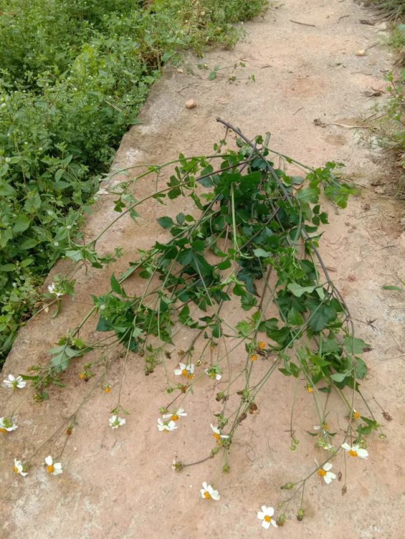 野生鬼针草，广西，广东都有货。鲜货。干货预定