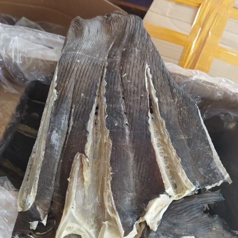 大条老板鱼干